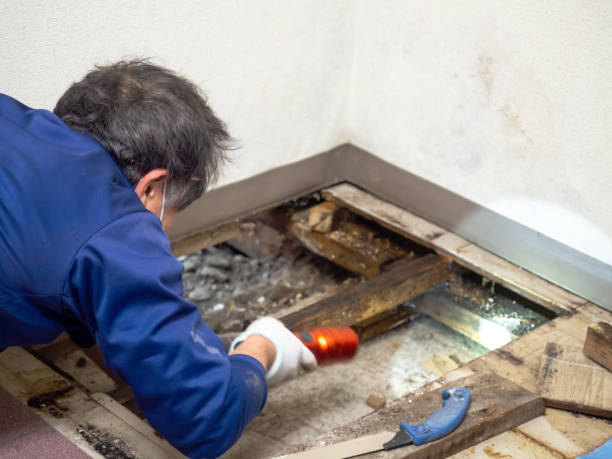 Office Mold Removal Services in Galesburg, IL