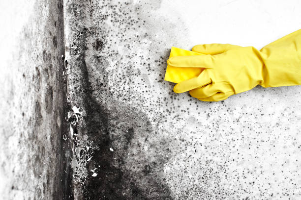Best Certified Mold Removal  in Galesburg, IL